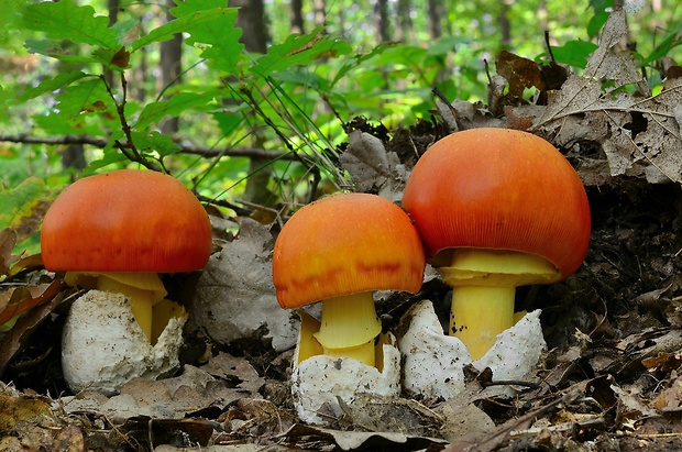 muchotrávka cisárska Amanita caesarea (Scop.) Pers.