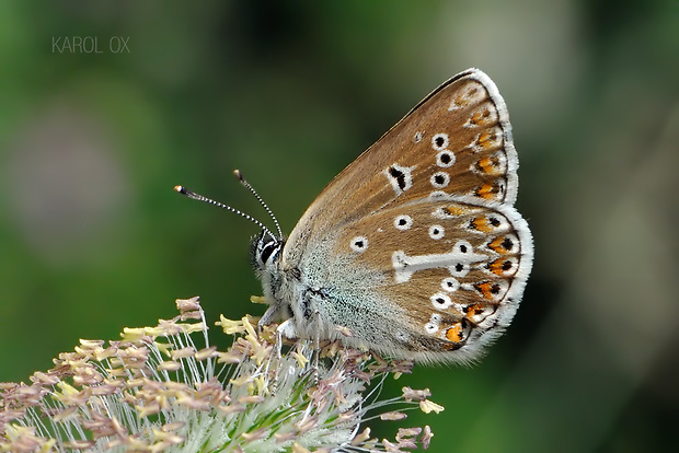 modráčik bielopásy Aricia eumedon