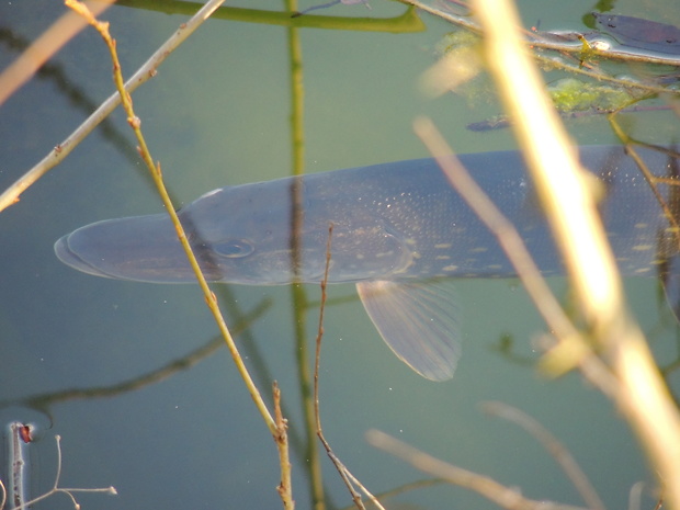 šťuka obyčajná Esox lucius