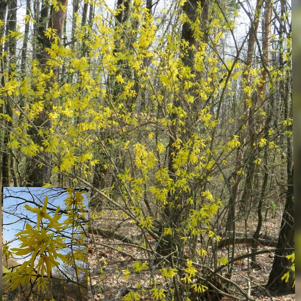 zlatovka prostredná Forsythia × intermedia Zabel