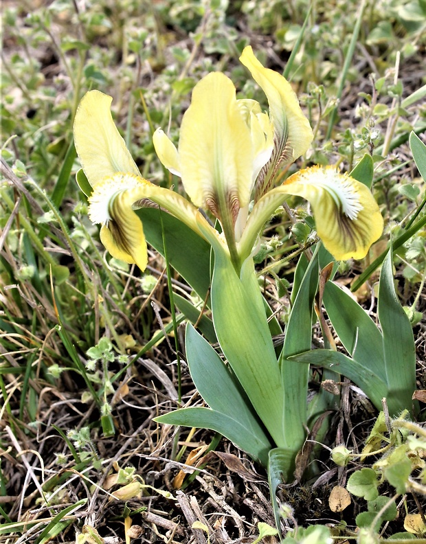 kosatec nízky Iris pumila L.