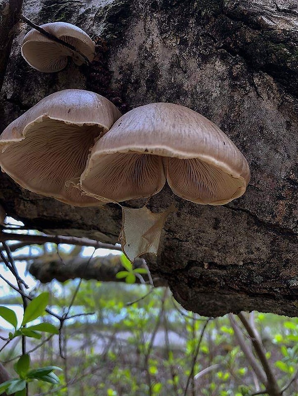 hliva závojová Pleurotus calyptratus (Lindblad ex Fr.) Sacc.