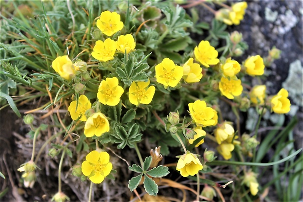 nátržník  Potentilla sp.