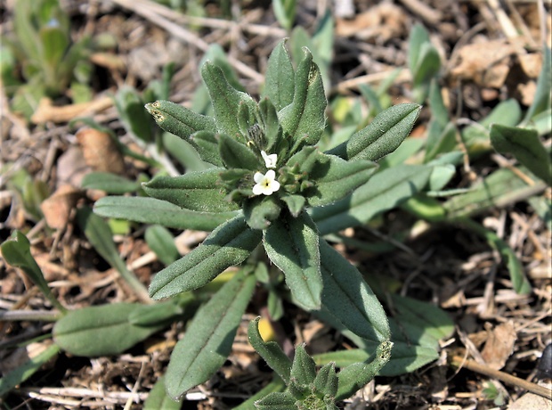 kamienka roľná Buglossoides arvensis