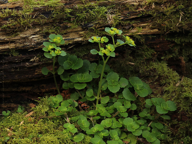 slezinovka Chrysosplenium oppositifolium L.