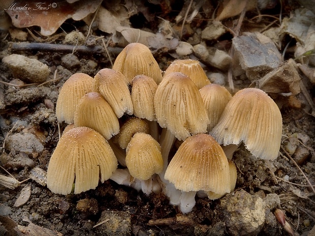 hnojník Coprinellus sp.