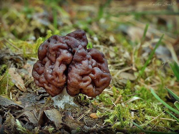 ušiak obyčajný Gyromitra esculenta (Pers.) Fr.