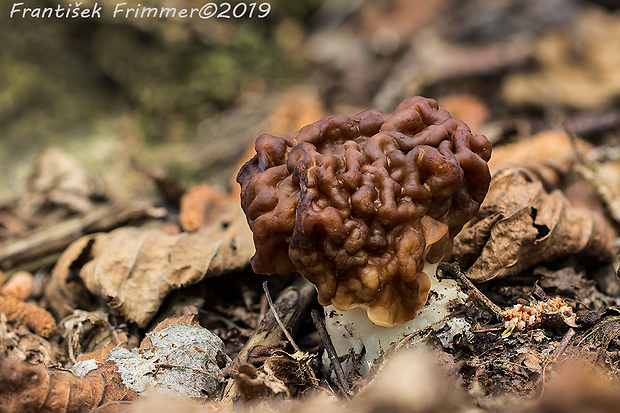 ušiak obrovský Gyromitra gigas (Krombh.) Cooke