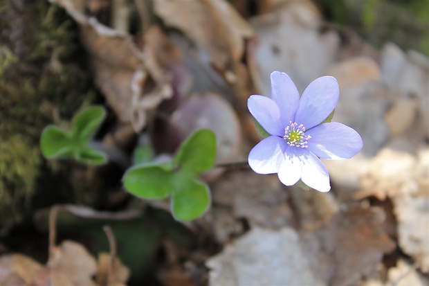 pečeňovník trojlaločný Hepatica nobilis Schreb.