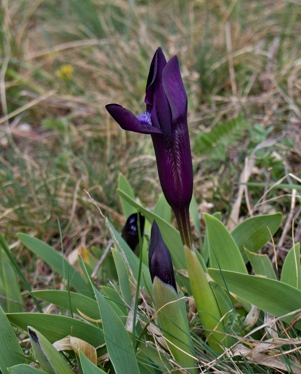 kosatec nízky Iris pumila L.