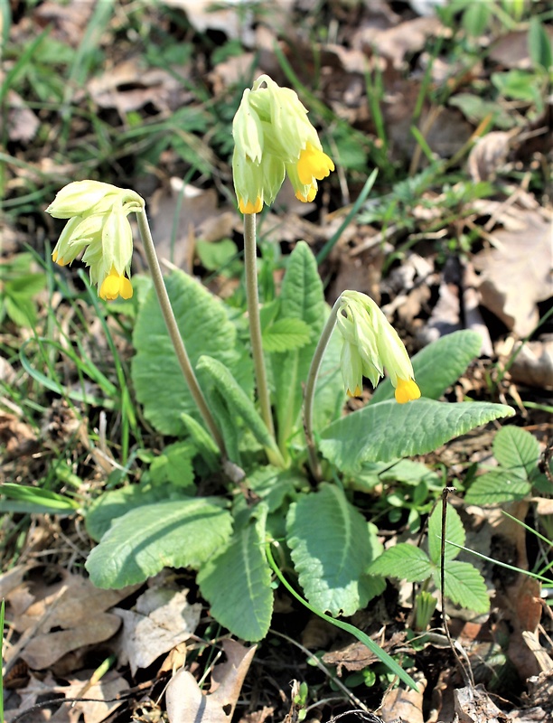 prvosienka jarná Primula veris L.