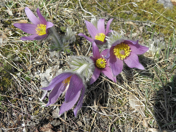 poniklec slovenský Pulsatilla slavica Reuss