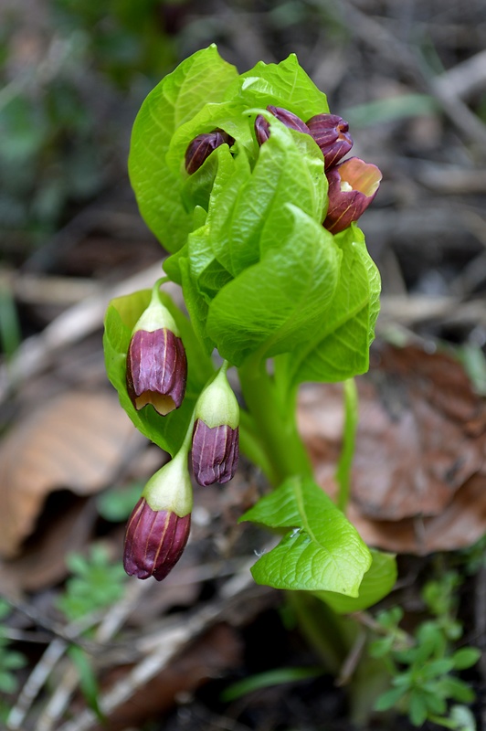 skopólia kranská Scopolia carniolica