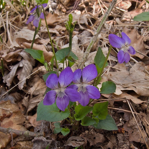 fialka lesná Viola reichenbachiana Jord. ex Boreau