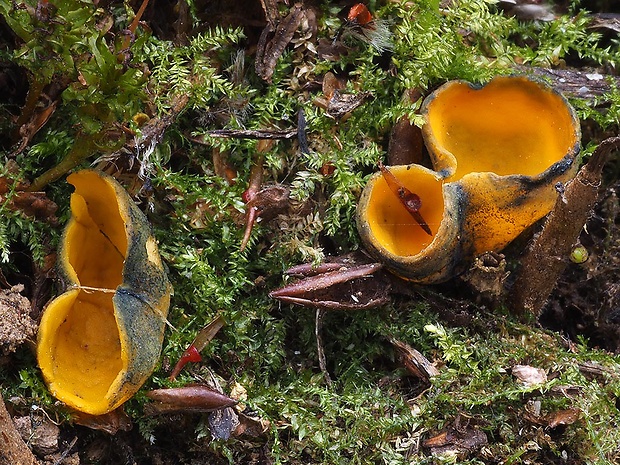 pohárovka ohnivá Caloscypha fulgens (Pers.) Boud.