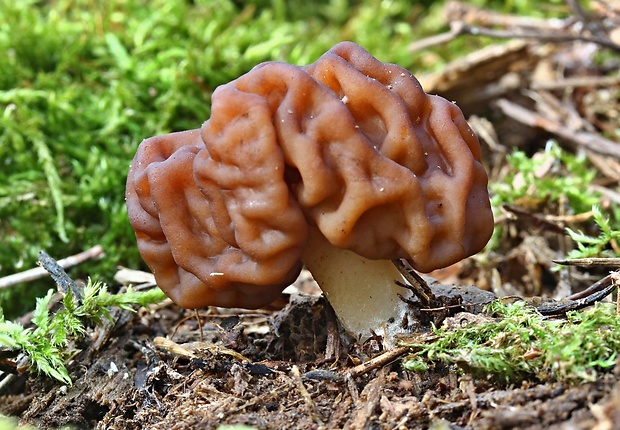 ušiak obyčajný Gyromitra esculenta (Pers.) Fr.