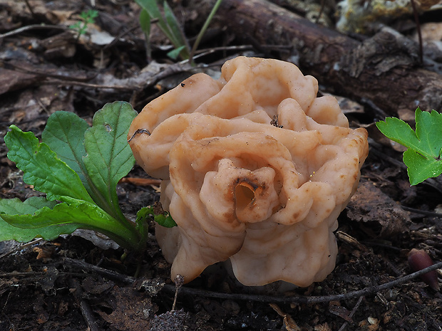 ušiak obrovský Gyromitra gigas (Krombh.) Cooke