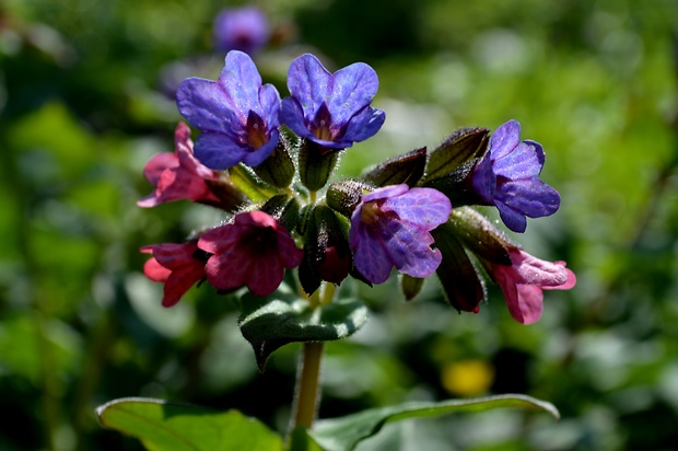 pľúcnik lekársky Pulmonaria officinalis L.