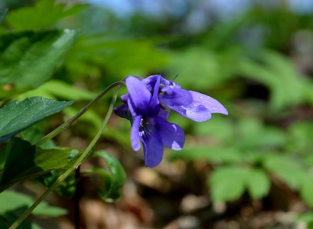 fialka Viola sp.