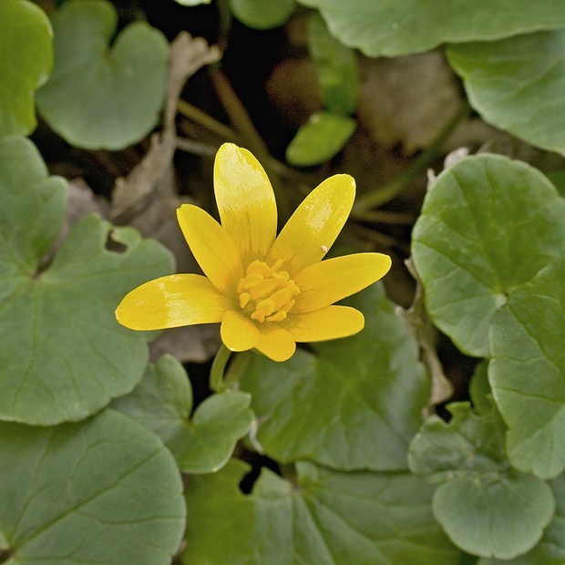 blyskáč cibuľkatý Ficaria bulbifera Holub