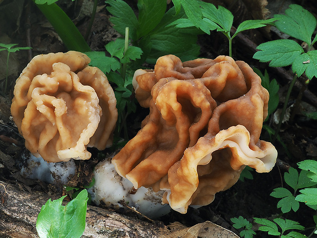 ušiak obrovský Gyromitra gigas (Krombh.) Cooke