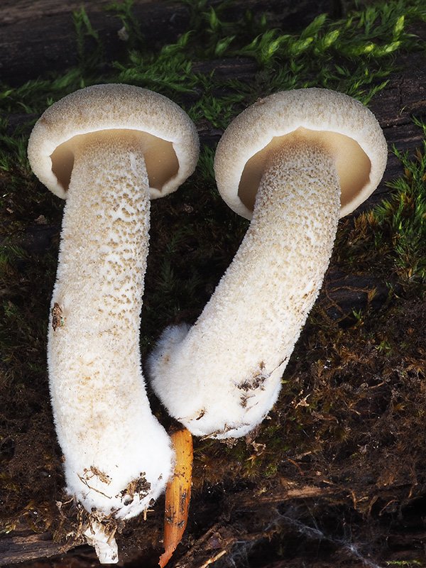 trúdnik strapkatý Lentinus substrictus (Bolton) Zmitr. & Kovalenko