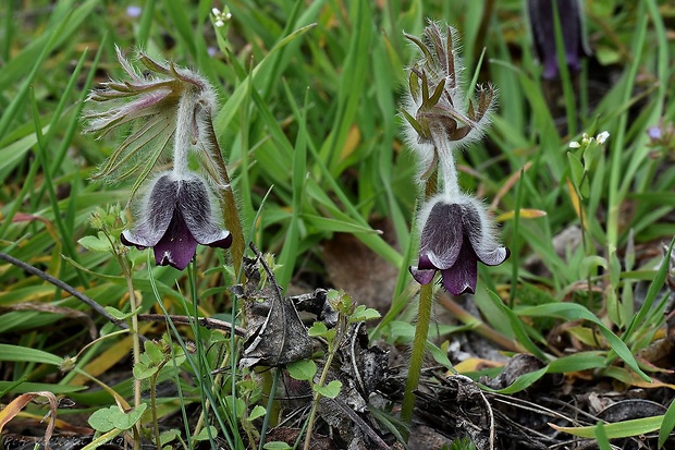 poniklec lúčny český Pulsatilla pratensis subsp. bohemica Skalický