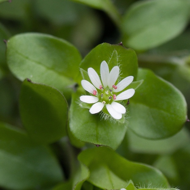 hviezdica prostredná Stellaria media (L.) Vill.