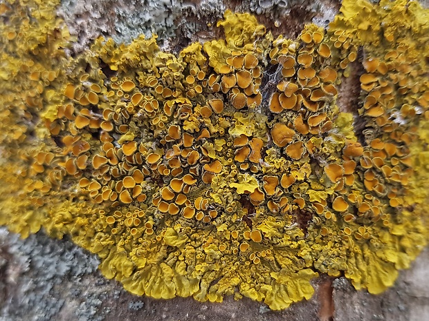 diskovník múrový Xanthoria parietina var. parietina (L.) Th. Fr.