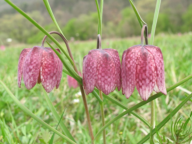 korunkovka strakatá Fritillaria meleagris L.