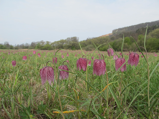 korunkovka strakatá Fritillaria meleagris L.