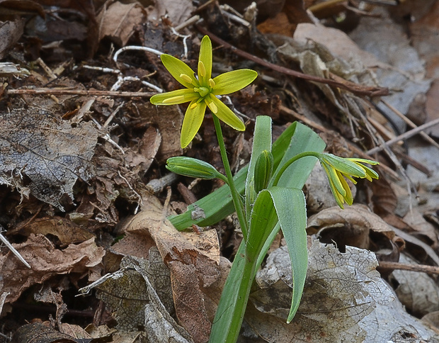 krivec Gagea sp.