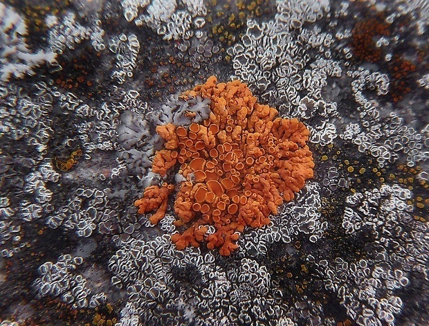 diskovník oranžový Xanthoria elegans (Link) Th. Fr.