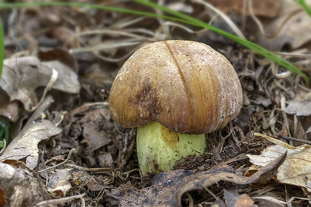 hríb príveskatý Butyriboletus appendiculatus (Schaeff. ex Fr.) Secr.