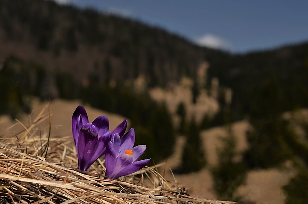 šafran spišský Crocus discolor G. Reuss