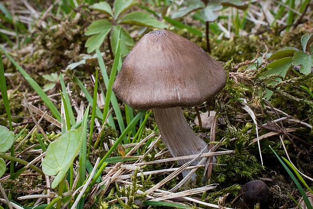 hodvábnica včasná Entoloma vernum S. Lundell