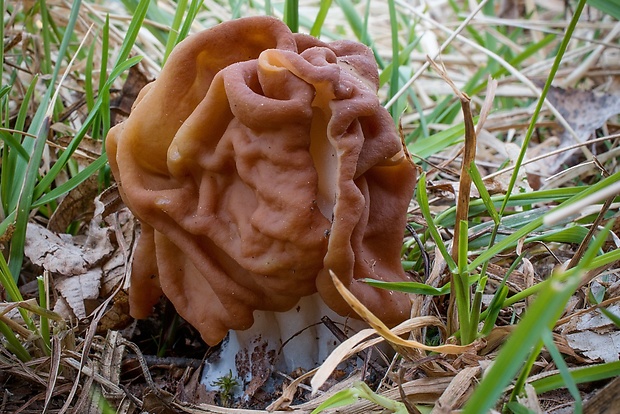 ušiak obrovský Gyromitra gigas (Krombh.) Cooke