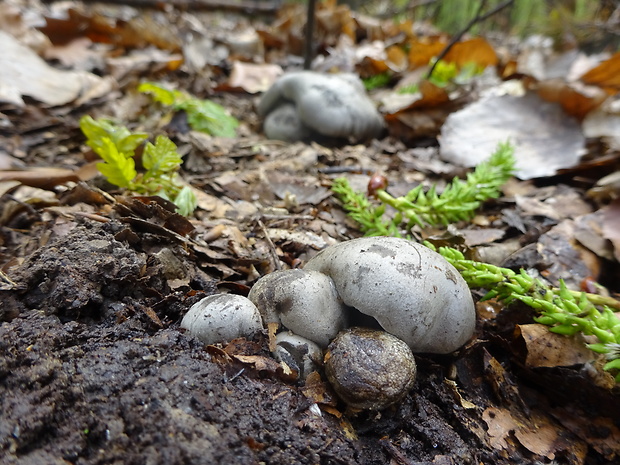 šťavnačka marcová Hygrophorus marzuolus (Fr.) Bres.