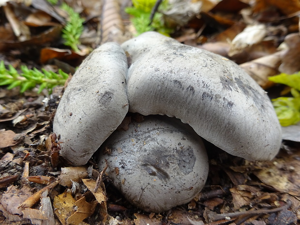 šťavnačka marcová Hygrophorus marzuolus (Fr.) Bres.