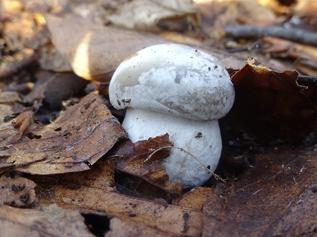 šťavnačka marcová Hygrophorus marzuolus (Fr.) Bres.