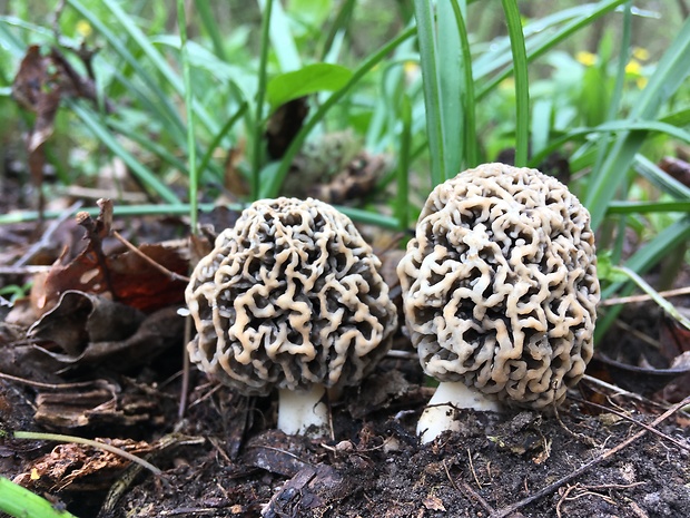 smrčok jedlý Morchella esculenta (L.) Pers.