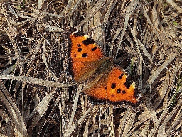 babôčka vŕbová Nymphalis xanthomelas