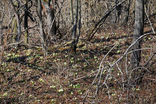 prvosienka bezbyľová - biotop Primula acaulis (L.) L.