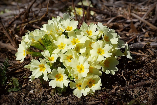 prvosienka bezbyľová Primula acaulis (L.) L.