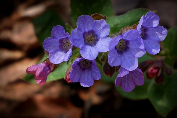 pľúcnik lekársky Pulmonaria officinalis L.