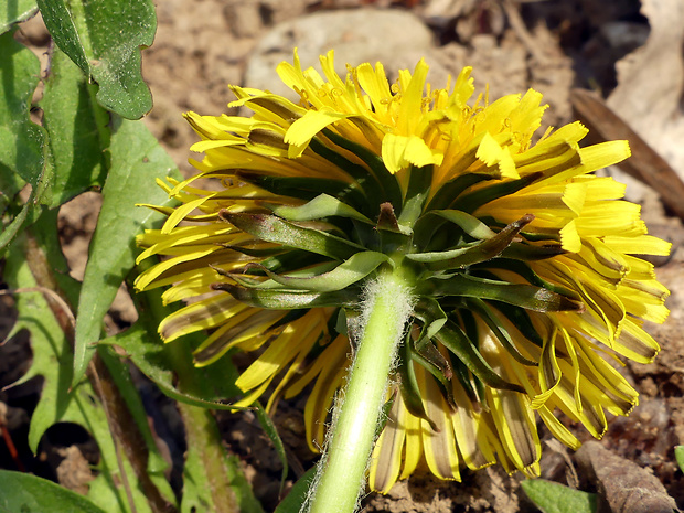 púpava Taraxacum melanostigma H. Lindb.