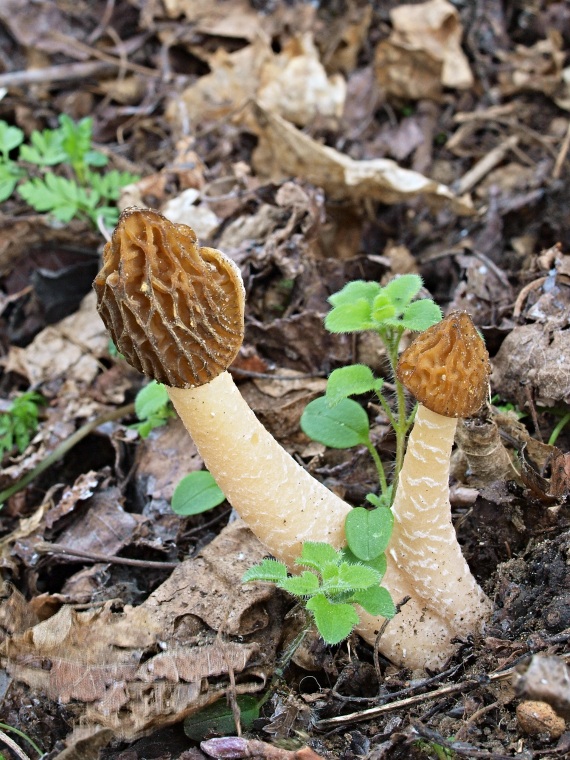 smrčkovec český Verpa bohemica (Krombh.) J. Schröt.