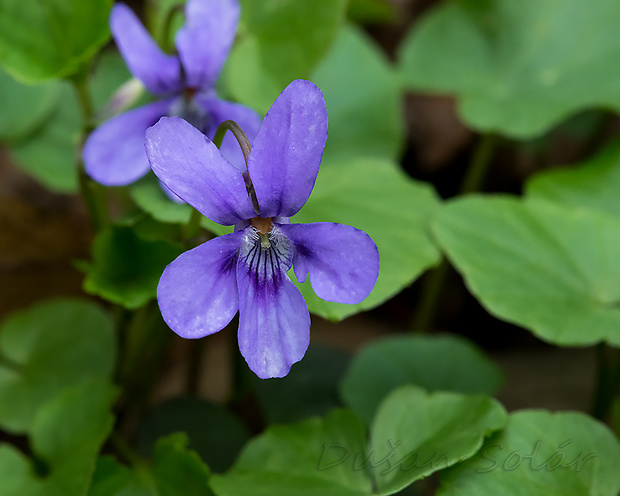 fialka lesná Viola reichenbachiana Jord. ex Boreau