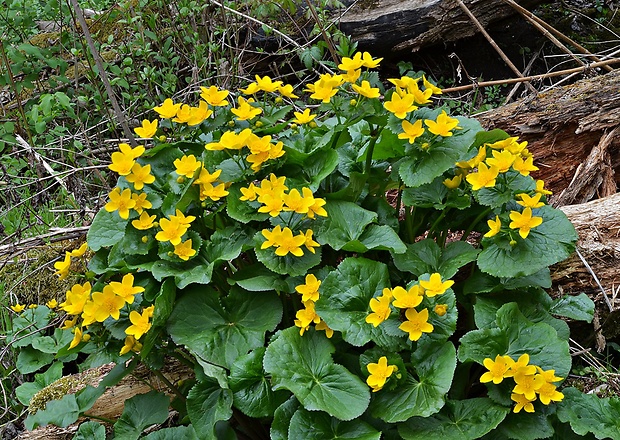 záružlie močiarne Caltha palustris L.