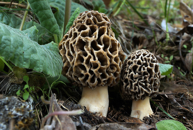 smrčok jedlý Morchella esculenta (L.) Pers.